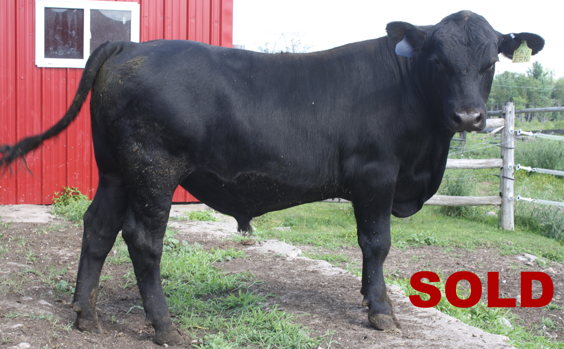 Black Angus Registered Top Rated Stud Bull - Cavern